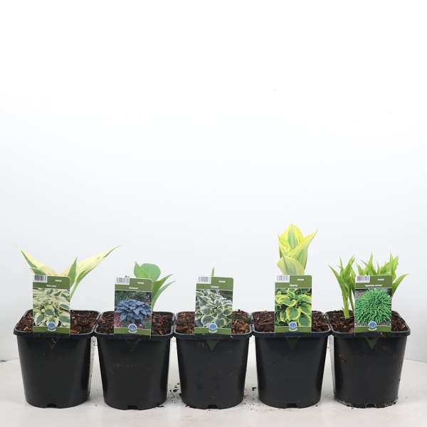 Picture of Hosta mix