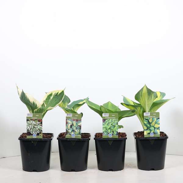 Picture of HOSTA MIX