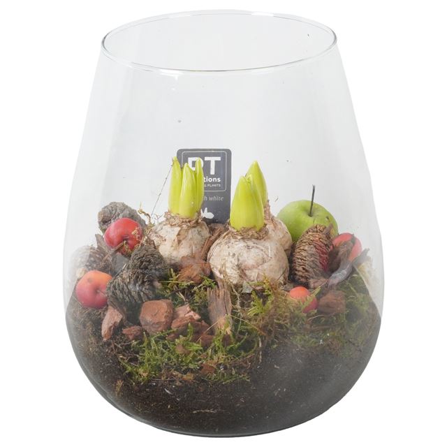 Picture of HYACINTHUS 03BULBS GLASS VASE