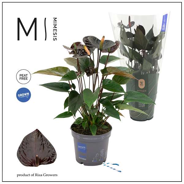 Picture of Anthurium black