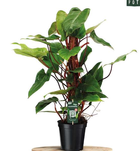 Picture of PHILODENDRON ERUBESCENS RED EMERALD MOSSPOLE