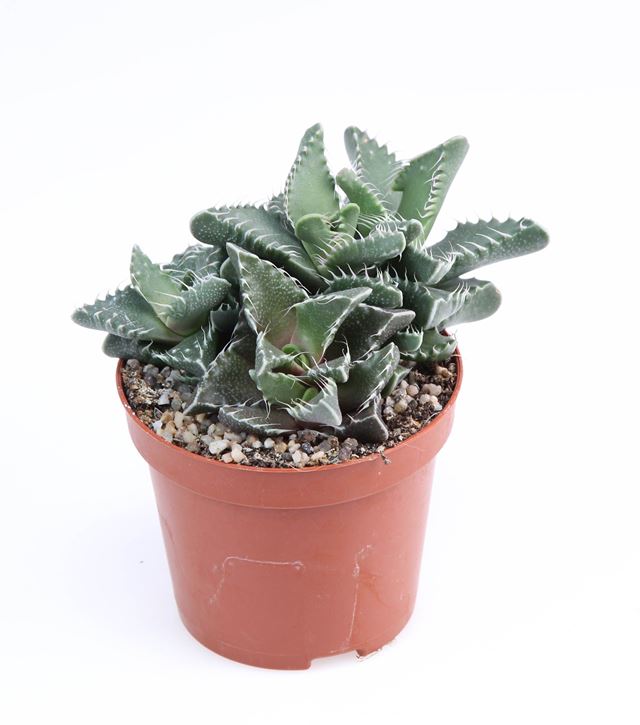Picture of Faucaria tigrina