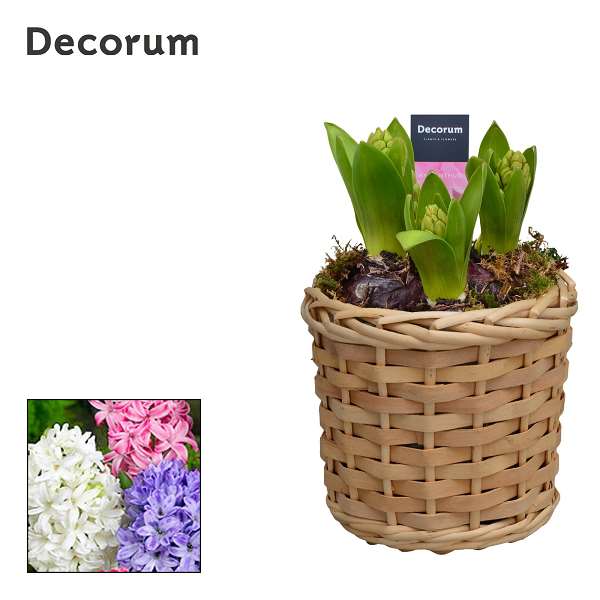 Picture of Hyacinthus 03bulbs basket
