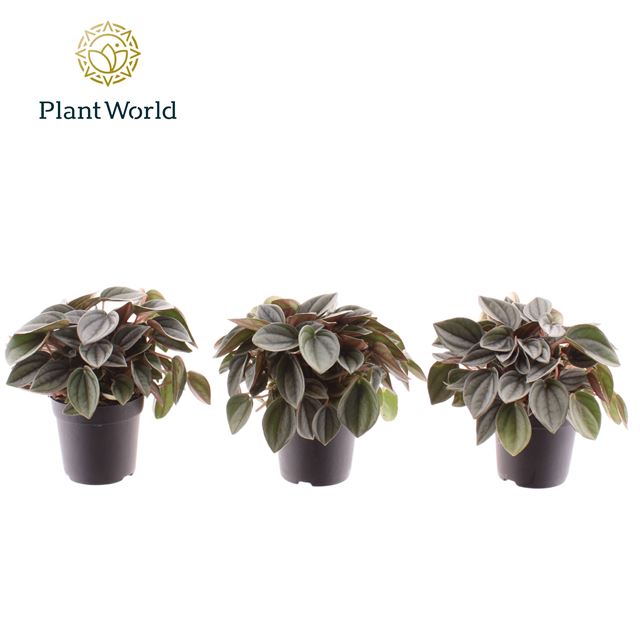 Picture of Peperomia napoli nights