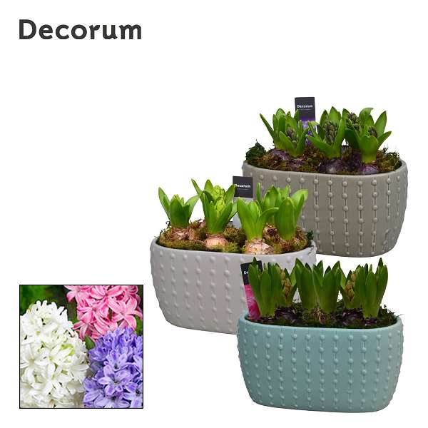 Picture of Hyacinthus 06bulbs ceramic natural dots