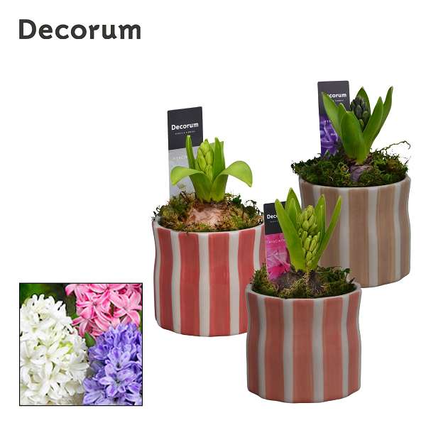 Picture of Hyacinhtus 01bulb ceramic wavy