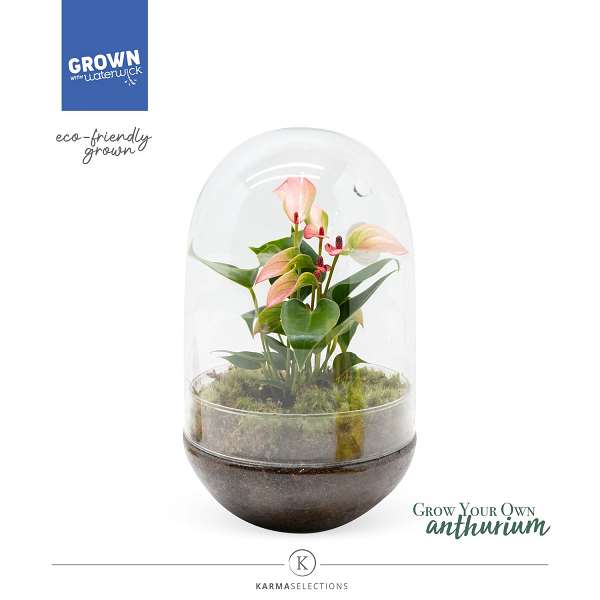 Picture of Terrarium anthurium hotlips