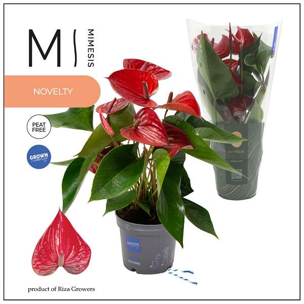 Picture of Anthurium picanta red