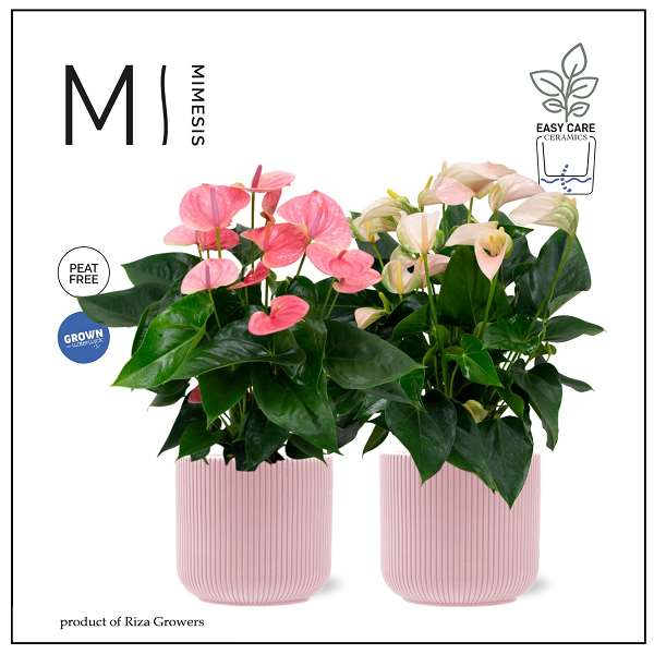 Picture of Anthurium pink in ceramic