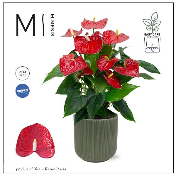 Picture of Anthurium red in ceramic