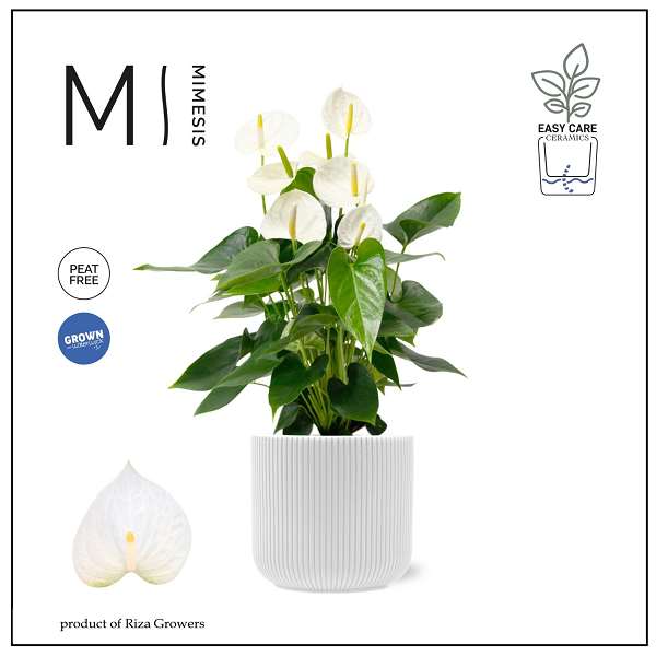 Picture of Anthurium white in ceramic