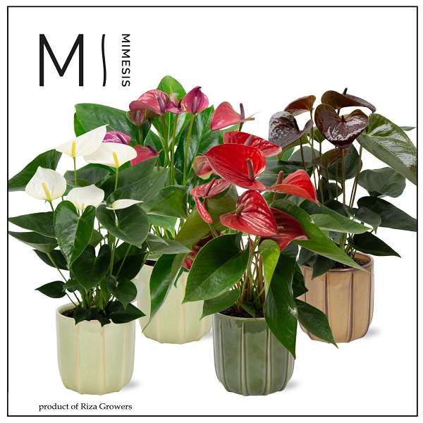 Picture of Anthurium mix in ceramic