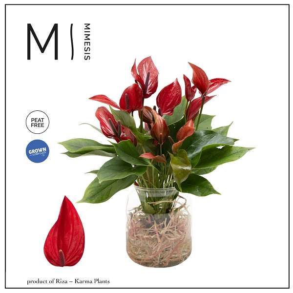 Picture of Anthurium red in glass