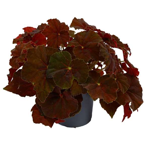 Picture of Begonia rex amber love