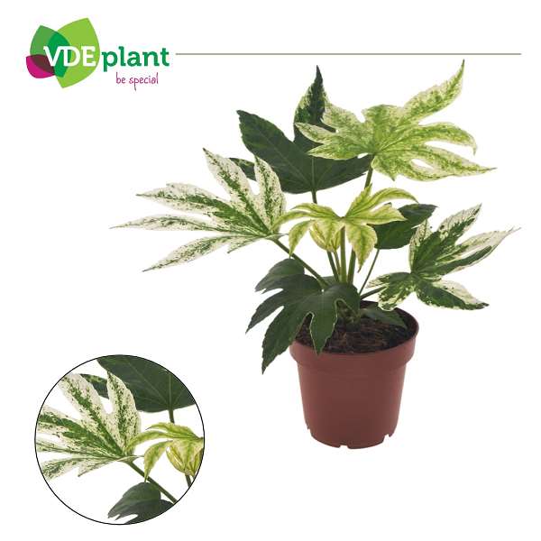 Picture of Fatsia japonica spider web