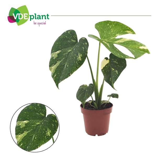 Picture of Monstera deliciosa thai