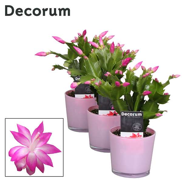 Picture of Schlumbergera in glass pink