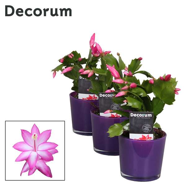 Picture of Schlumbergera in glass purple