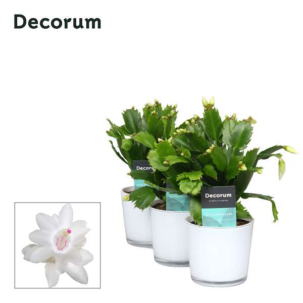 Picture of Schlumbergera in glass white