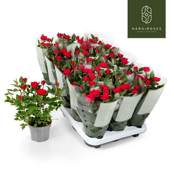 Picture of Rosa kordana milano