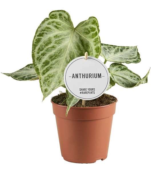 Picture of Anthurium silver blush mint
