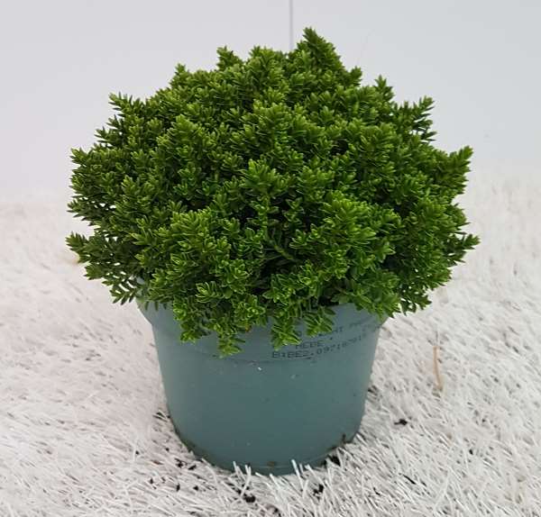Picture of Hebe green globe