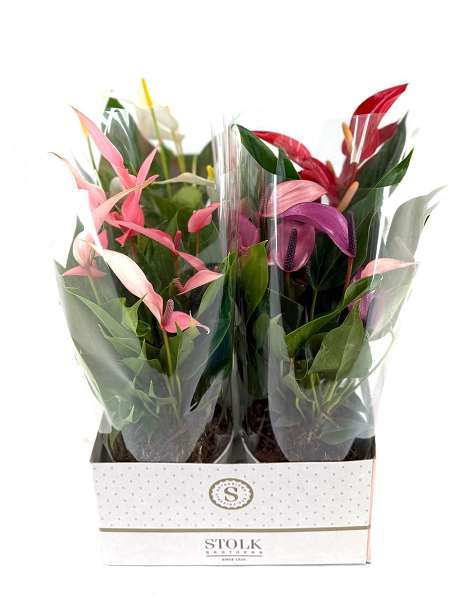 Picture of Anthurium mille fleurs special mix