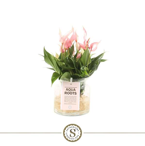 Picture of Anthurium lilli aqua roots glass