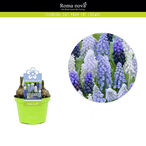 Picture of Muscari festival