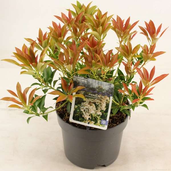 Picture of PIERIS JAPONICA TAIWANENSIS