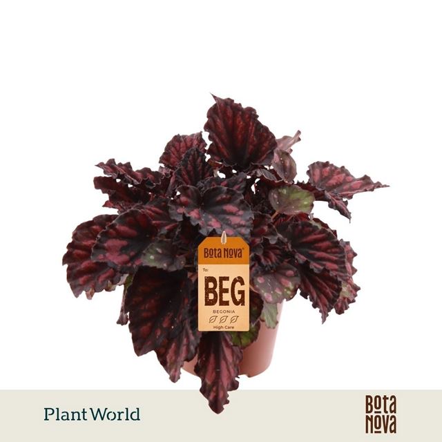 Picture of Begonia rex etna