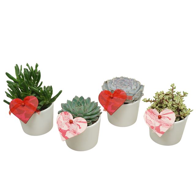 Picture of SUCCULENT MIX IN WHITE LINA CERAMIC + DECO