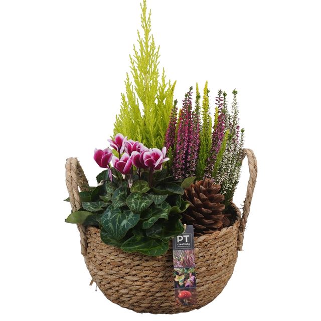 Picture of AUTUMN ARRANGEMENT OUTDOOR IN BASKET