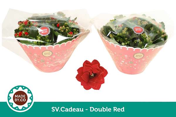 Picture of Kalanchoe double red + sleeve