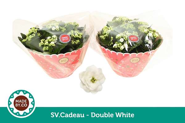 Picture of Kalanchoe double white + sleeve