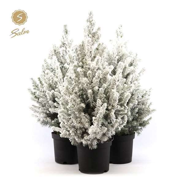 Picture of Picea glauca december + snow