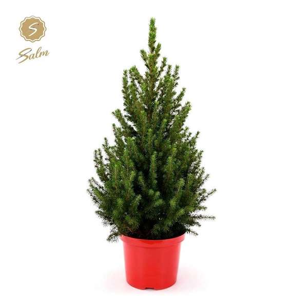 Picture of Picea glauca december in red pot