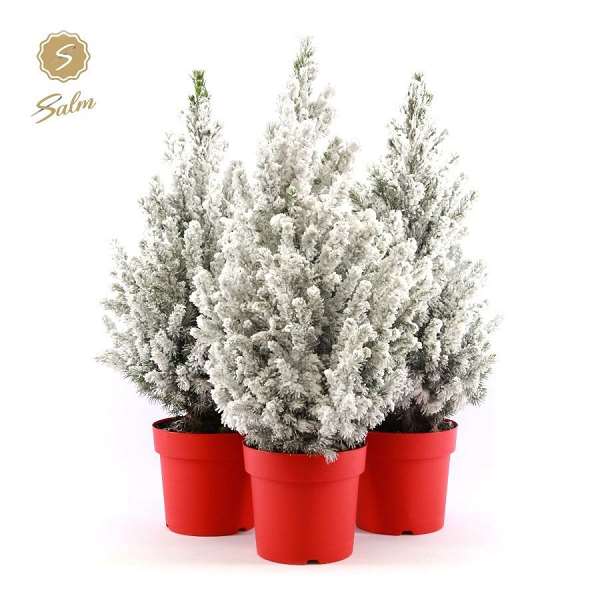 Picture of Picea glauca december in red pot + snow