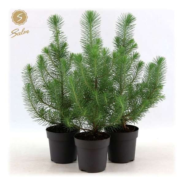 Picture of Pinus pinea silver crest