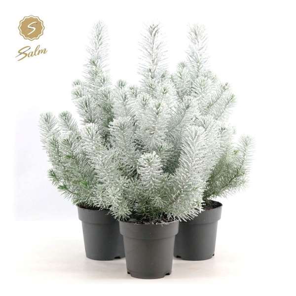 Picture of Pinus pinea silver crest + snow