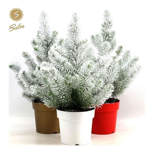 Picture of Pinus pinea silver crest in coloured pot + snow