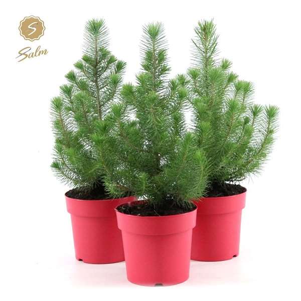 Picture of Pinus pinea silver crest in red pot