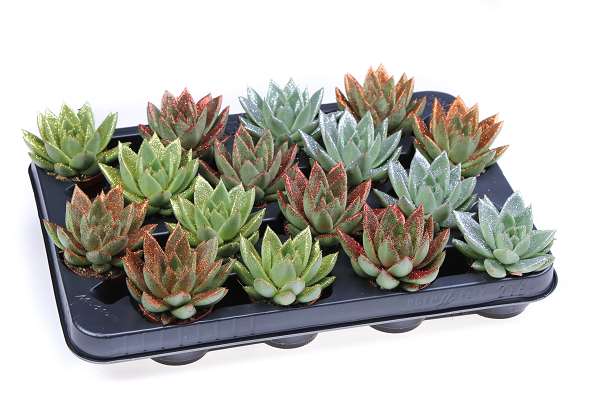 Picture of Echeveria miranda glitter mix