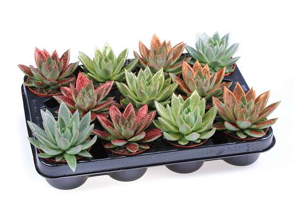Picture of Echeveria miranda glitter mix