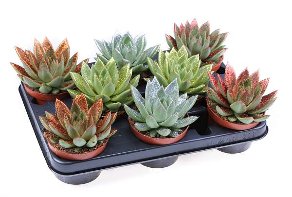 Picture of Echeveria miranda glitter mix