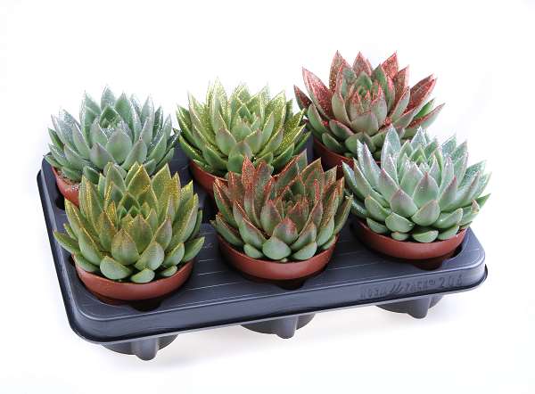 Picture of Echeveria miranda glitter mix
