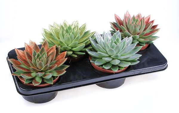 Picture of Echeveria miranda glitter mix