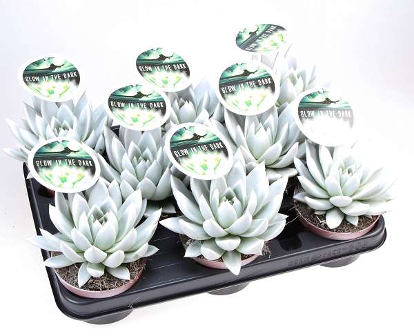 Picture of Echeveria miranda glow in the dark