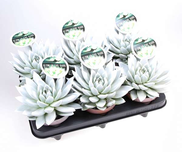 Picture of Echeveria miranda glow in the dark