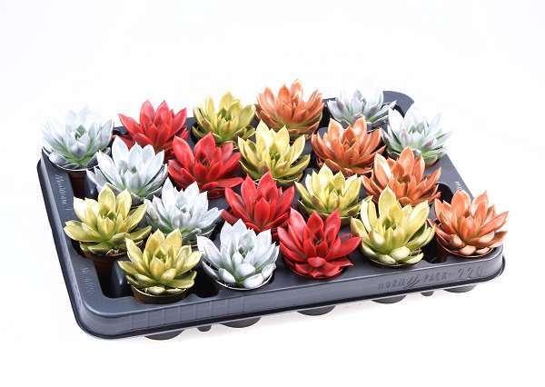 Picture of Echeveria miranda diyed mx